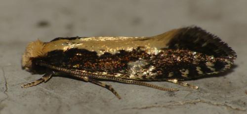 Monopis obviella